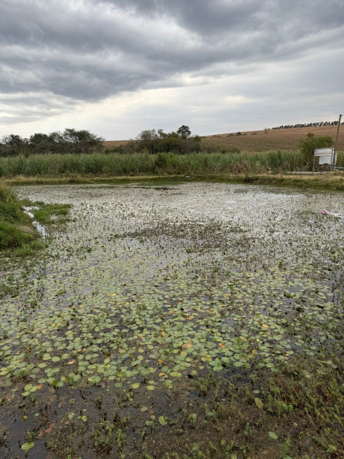 Sítio, 4 quartos, 2 hectares - Foto 28