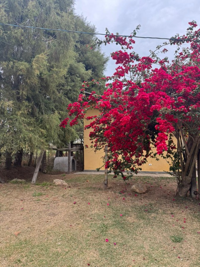 Sítio, 4 quartos, 2 hectares - Foto 19