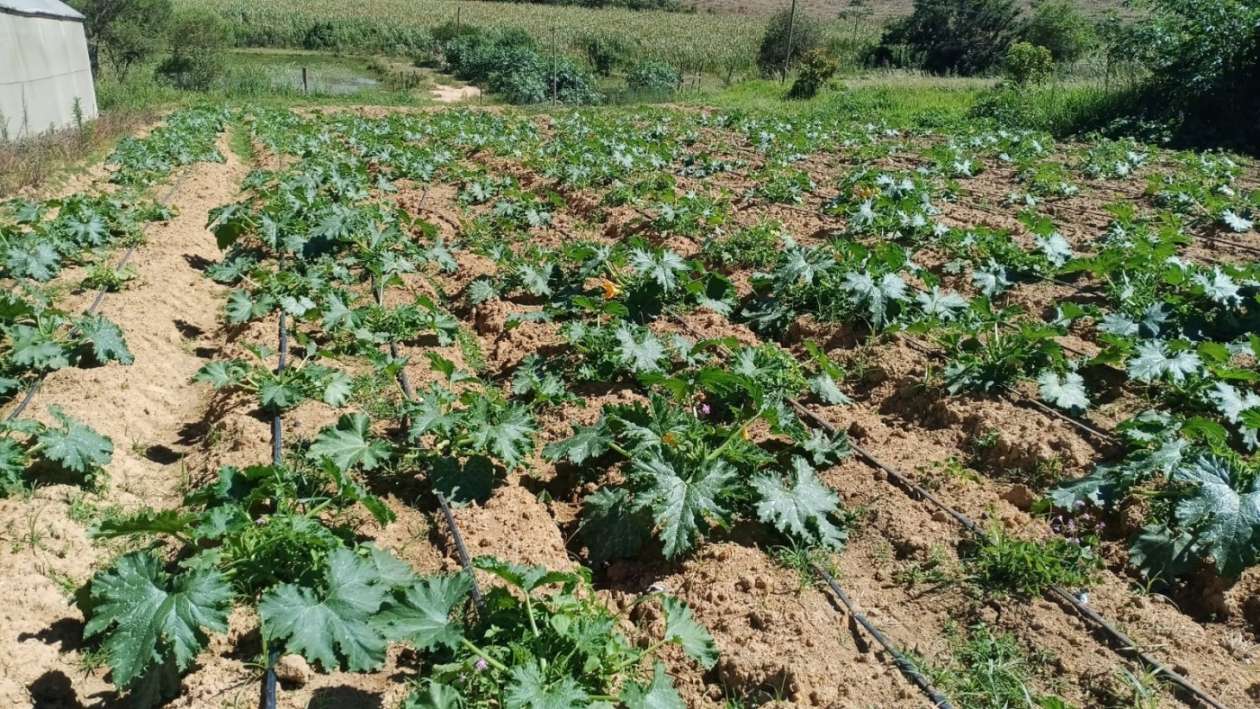 Sítio, 4 quartos, 2 hectares - Foto 37