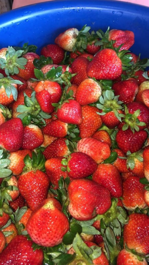 Sítio, 4 quartos, 2 hectares - Foto 40