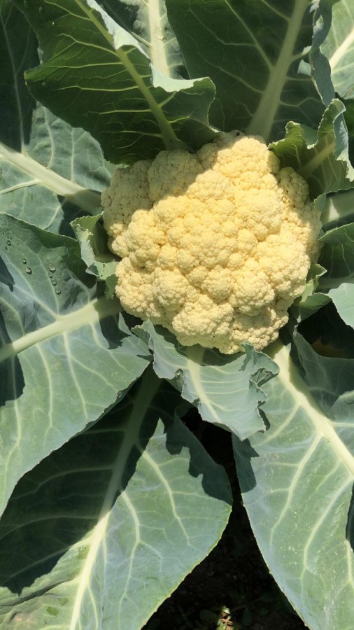 Sítio, 4 quartos, 2 hectares - Foto 39