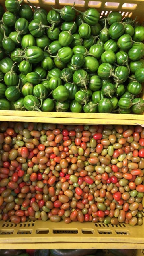 Sítio, 4 quartos, 2 hectares - Foto 44