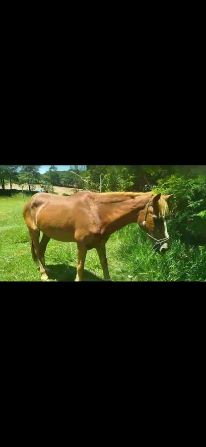 Sítio, 4 quartos, 2 hectares - Foto 47